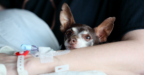 CancerCare: A Win for Vets, Clients, and Pets